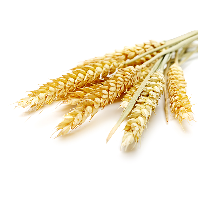 Гидролизат протеинов пшеницы